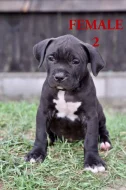 American bull XL