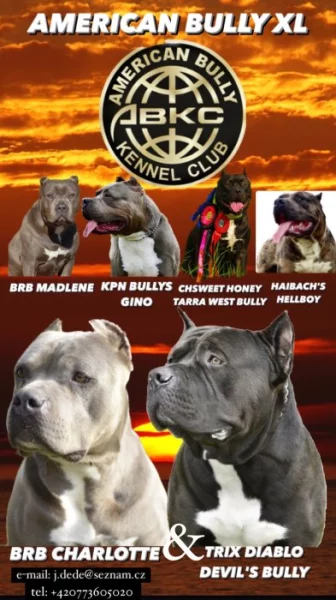 American bull XL