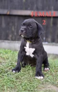 American bull XL