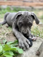 American bull XL