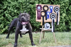American bull XL