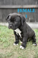 American bull XL