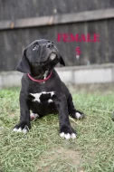 American bull XL