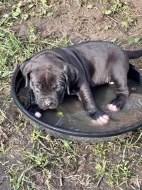 American bull XL
