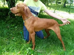 Prodej feny maďarského ohaře krátkosrstého