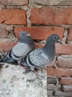 Prodám letošní poštovní holubi .