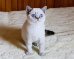 Britská koťata s PP colourpoint