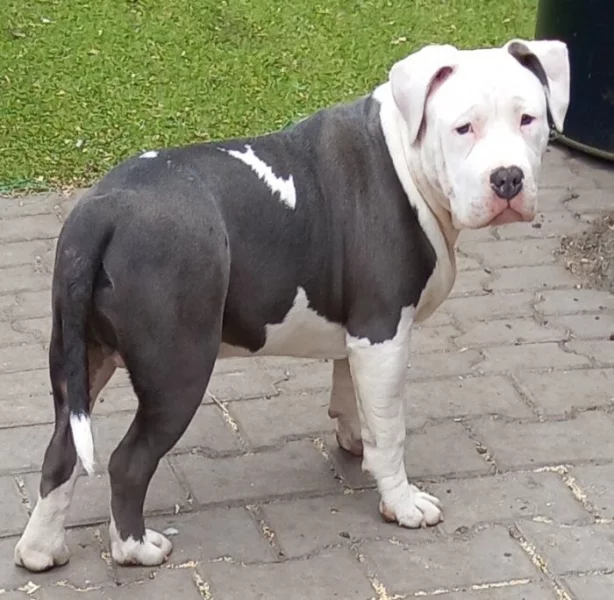 Americký stafordšírský teriér modrá št., s P.P.