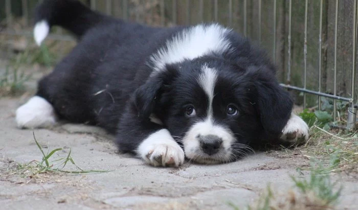 Border collie s PP