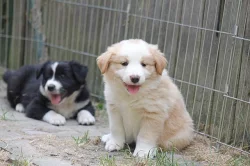 Border collie s PP