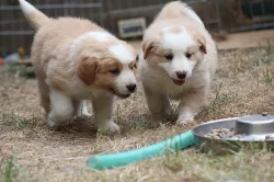Border collie s PP