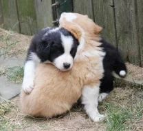 Border collie s PP