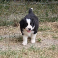 Border collie s PP