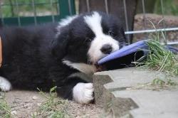 Border collie s PP
