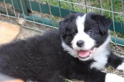 Border collie s PP