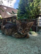 Koťata hledají domov