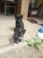 Koťata hledají domov