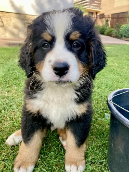 Bernský salašnický pes