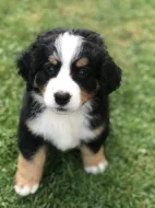 Bernský salašnický pes