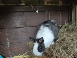 Daruji zakrslého králíka