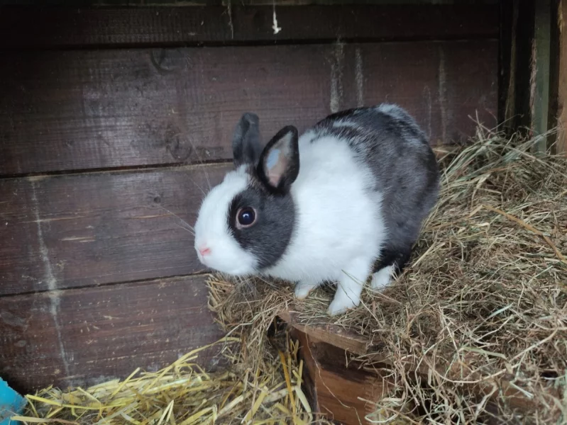 Daruji zakrslého králíka