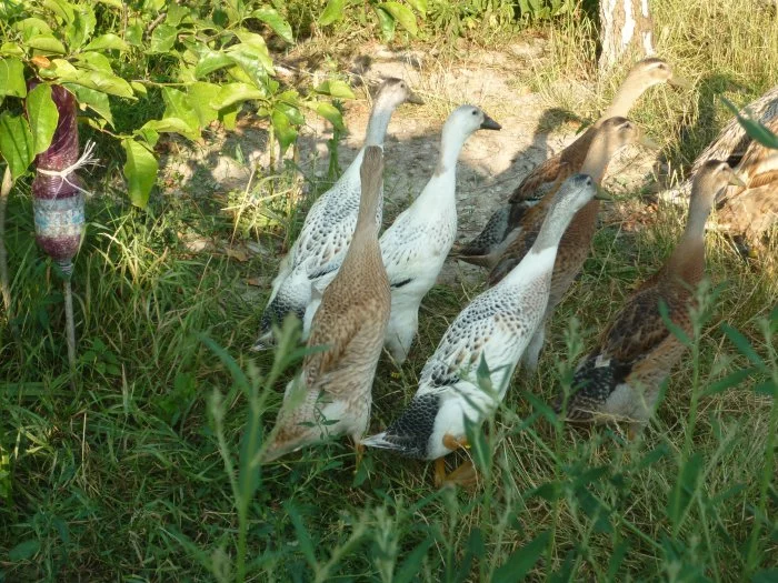 Indický běžec