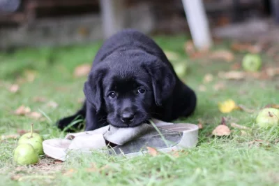 Labradorský retriever černá štěňátka s PP