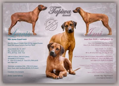 Rhodéský ridgeback štěňátka s PP