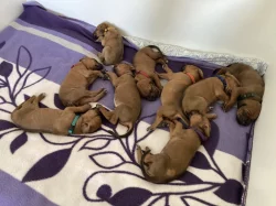 Rhodéský ridgeback štěňátka s PP