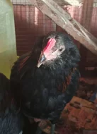 Nabízím Arakauny černé zdrobnělé, původ německo