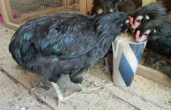 Nabízím Arakauny černé zdrobnělé, původ německo