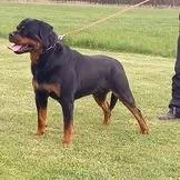 Štěňátka rotvajlera