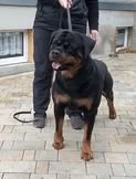 Štěňátka rotvajlera