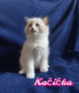 Ragdoll Koťátka
