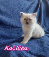 Ragdoll Koťátka