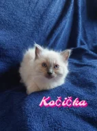 Ragdoll Koťátka