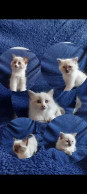 Ragdoll Koťátka