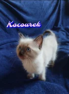 Ragdoll Koťátka