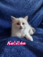 Ragdoll Koťátka