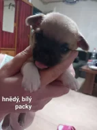 Prodám štěnátka