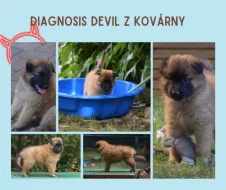 Belgický ovčák - Tervueren, 2 pejsci s rodokmenem FCI