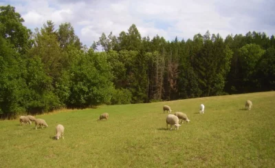 Prodám letošní jehňata