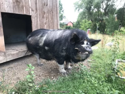 Kanec Kune Kune - daruji