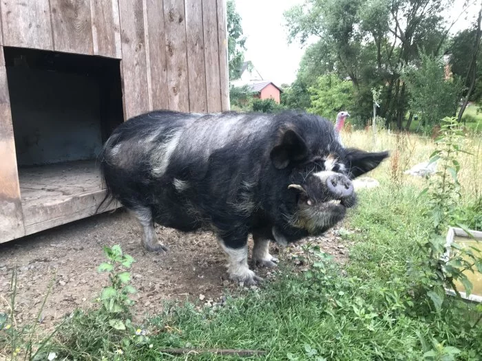 Kanec Kune Kune - daruji