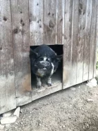 Kanec Kune Kune - daruji