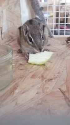 Veverka Čipmank východní