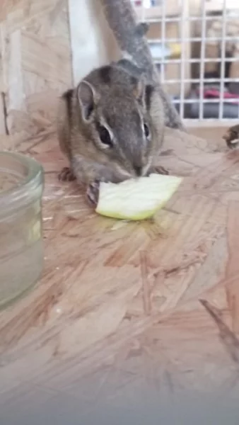 Veverka Čipmank východní