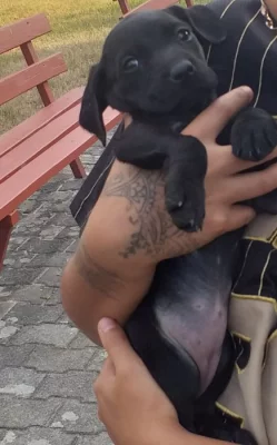 Labrador
