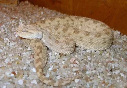 Chřestýšky