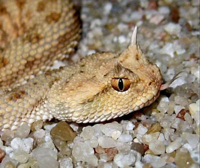 Chřestýšky